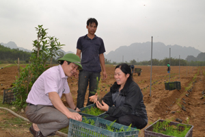 Gia đình cô Bùi Thị Điệp, xã Cố Nghĩa (Lạc Thủy) tiếp tục đầu tư trồng 5 ha giống măng tây xanh. 

